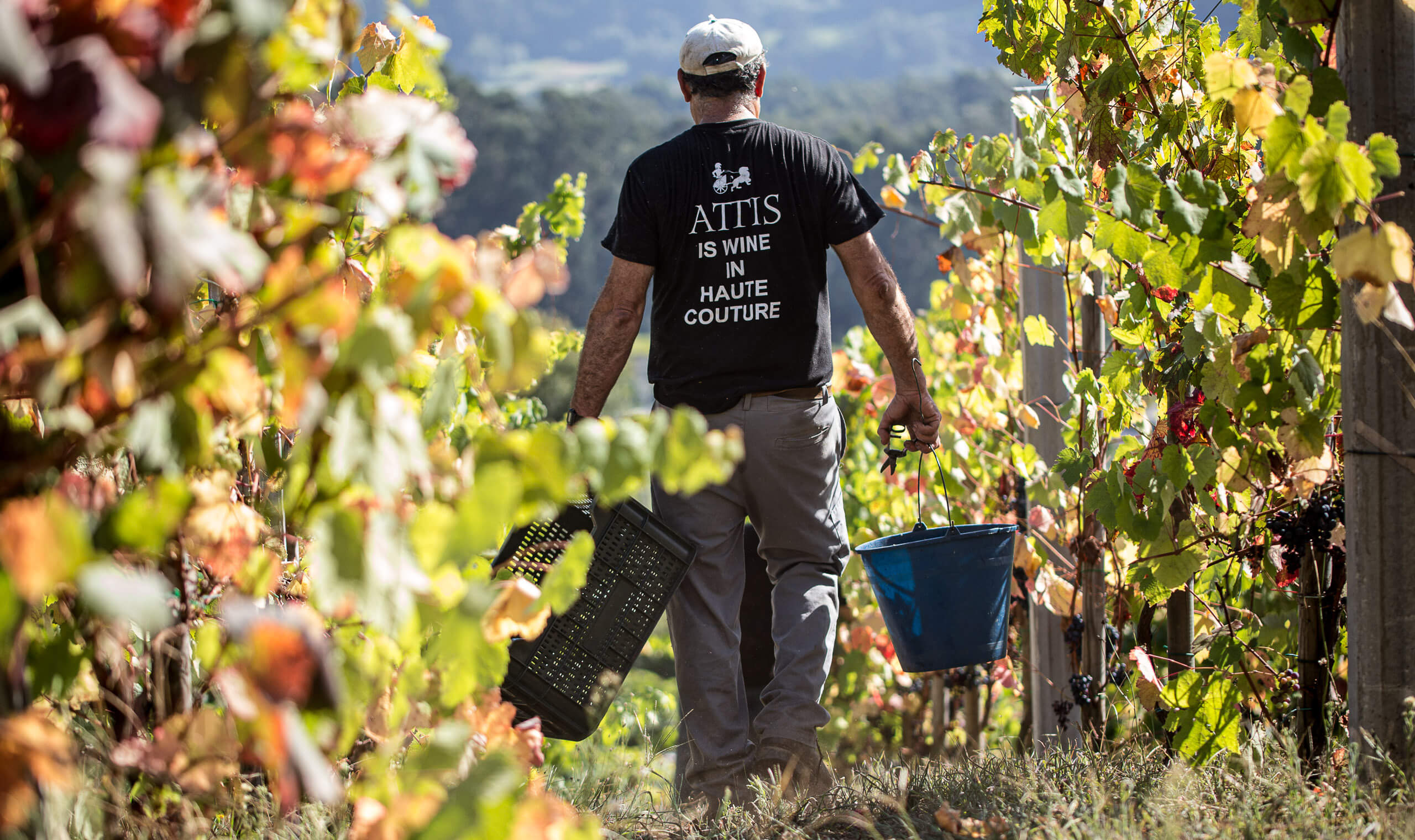Attis Winery | Vivino