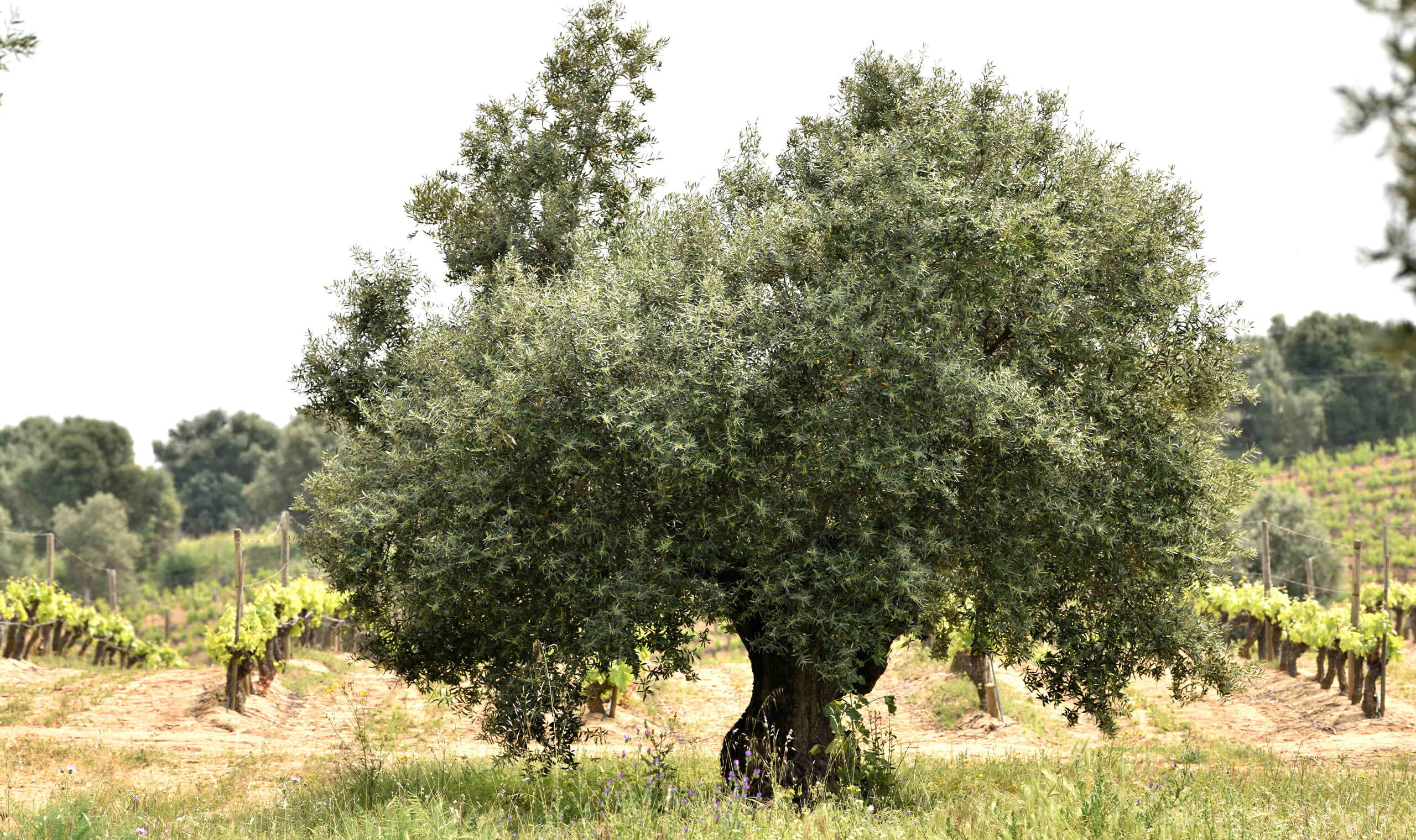 alt Image6