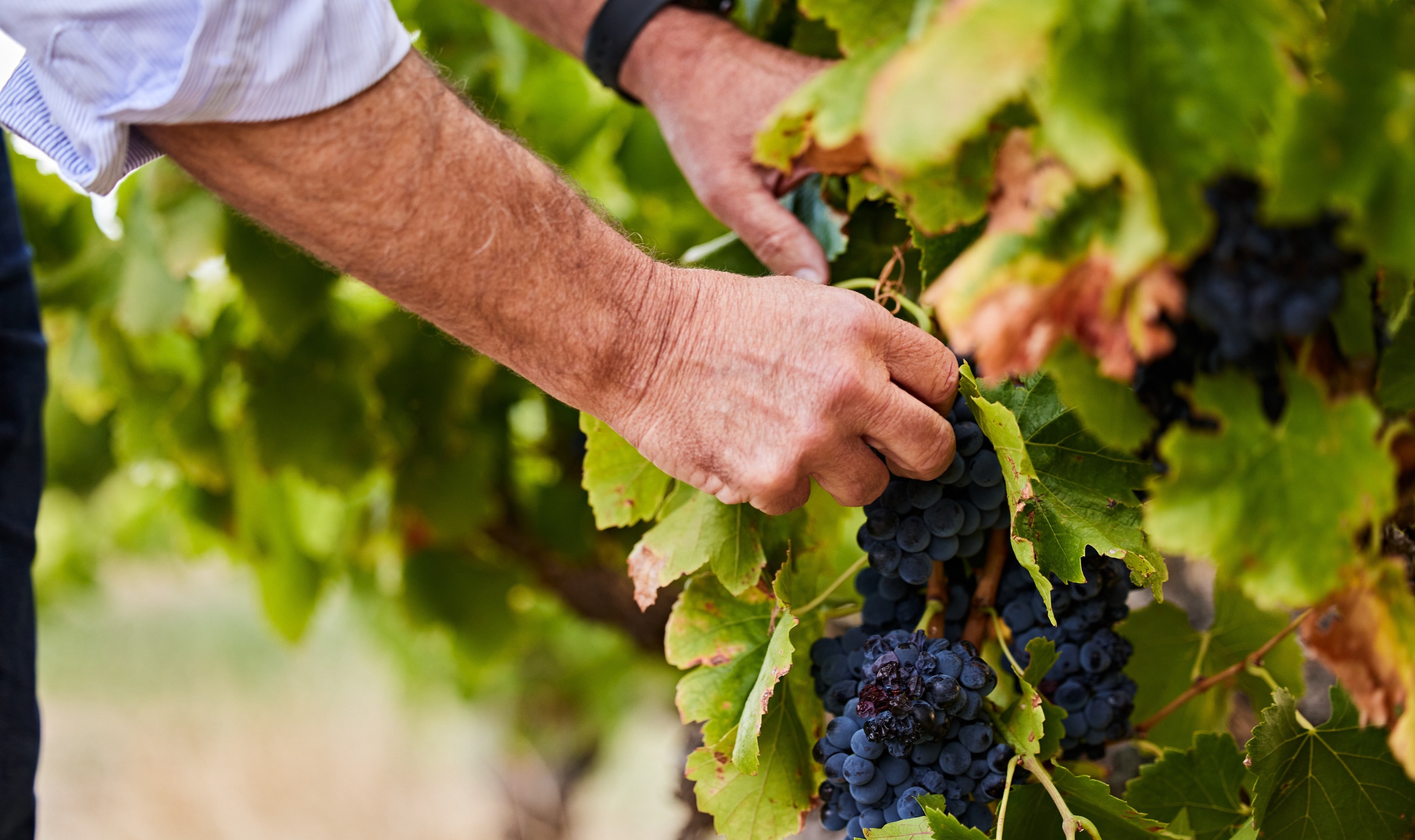 Hardys Winery | Vivino