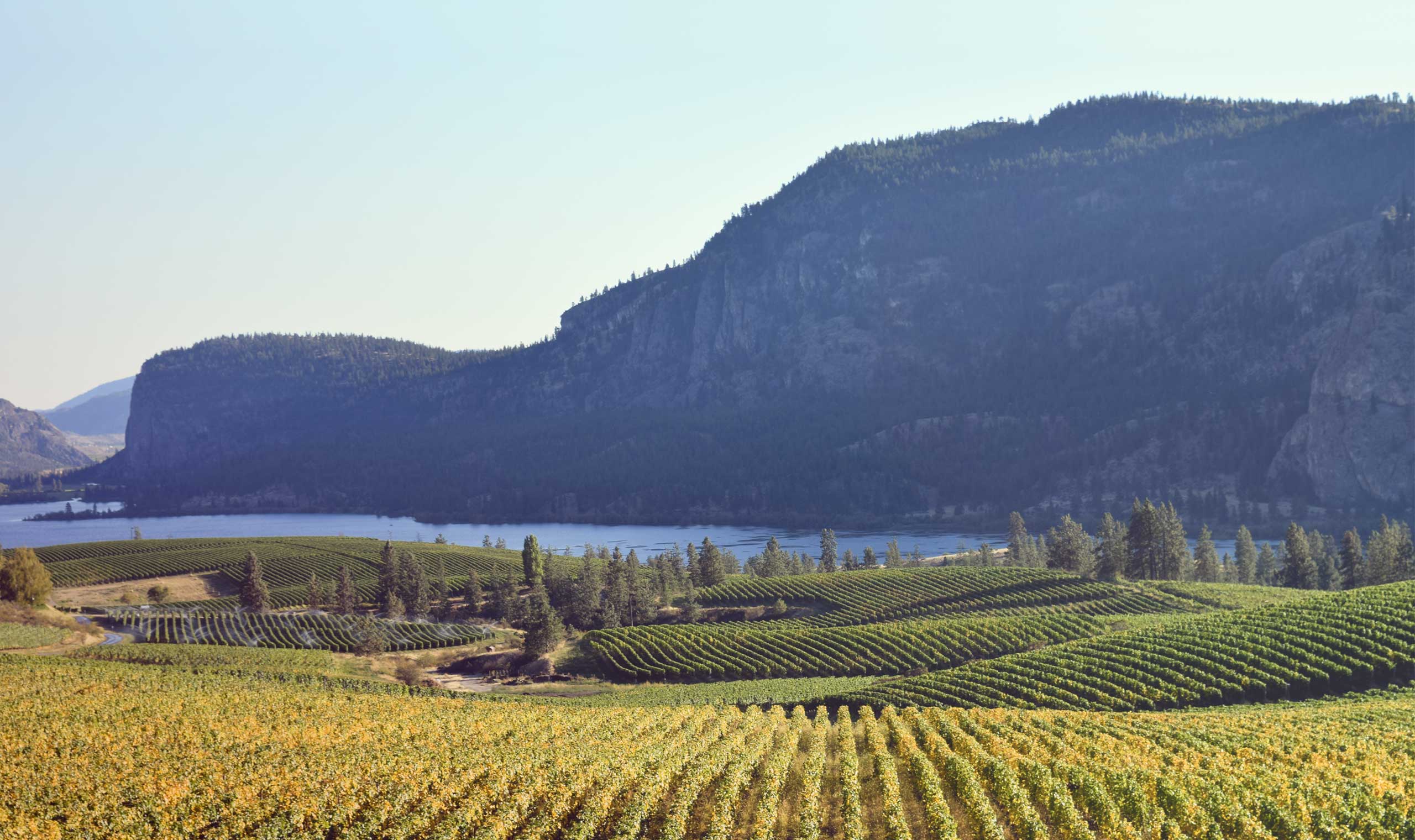 Phantom Creek Estates Viognier | Vivino English
