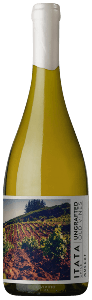 De Martino Ungrafted Old Vines Muscat