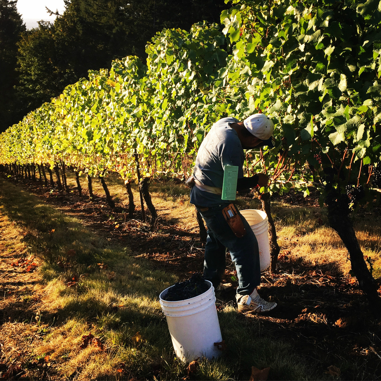 What Actually Happens During Harvest At a Winery?
