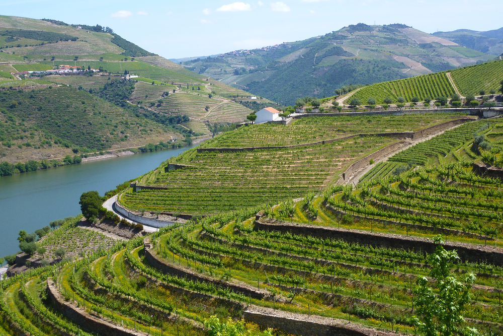 Porto | Wine Region Guide