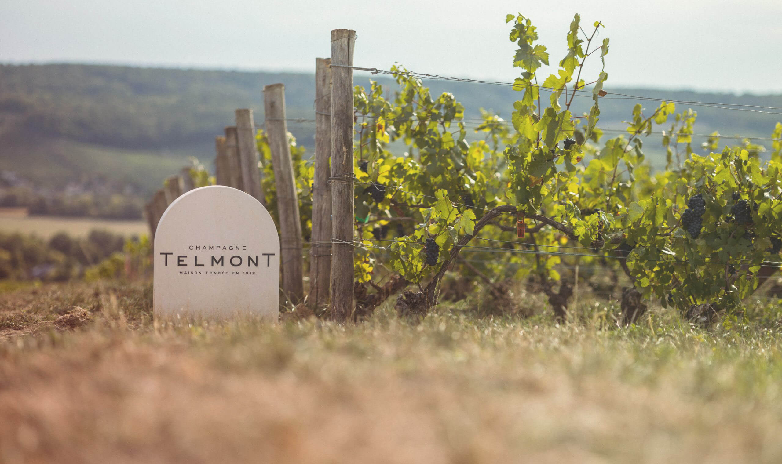 Champagne Telmont Sans Soufre | Vivino English