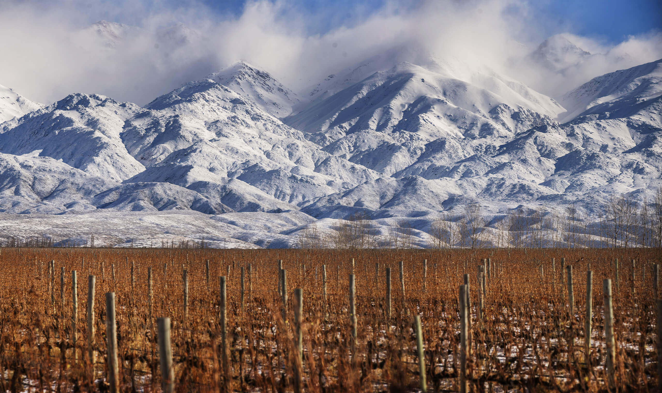 Terrazas de los Andes Reserva Merlot | Vivino English