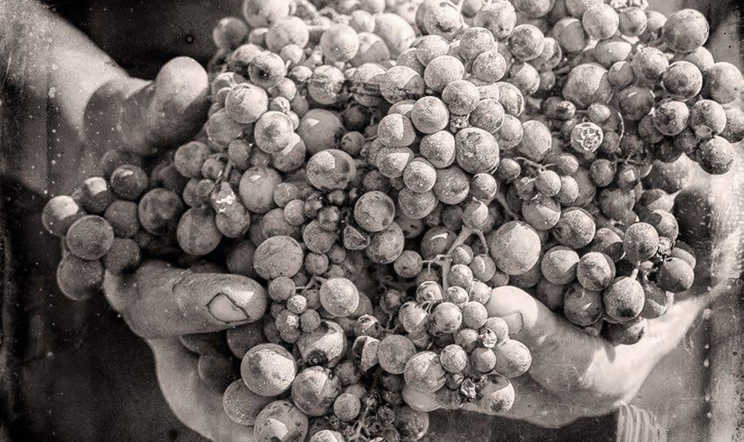 Epicuro Nero d'Avola | Vivino English